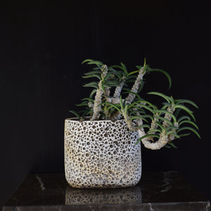 Euphorbia Cylindrifolia