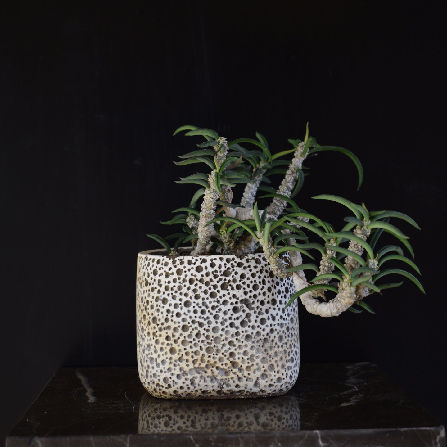 Euphorbia Cylindrifolia