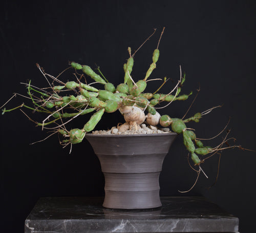 Euphorbia Globosa