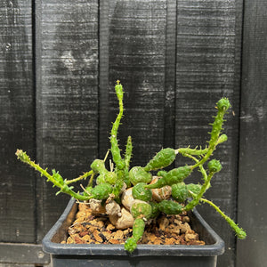 Euphorbia Globosa