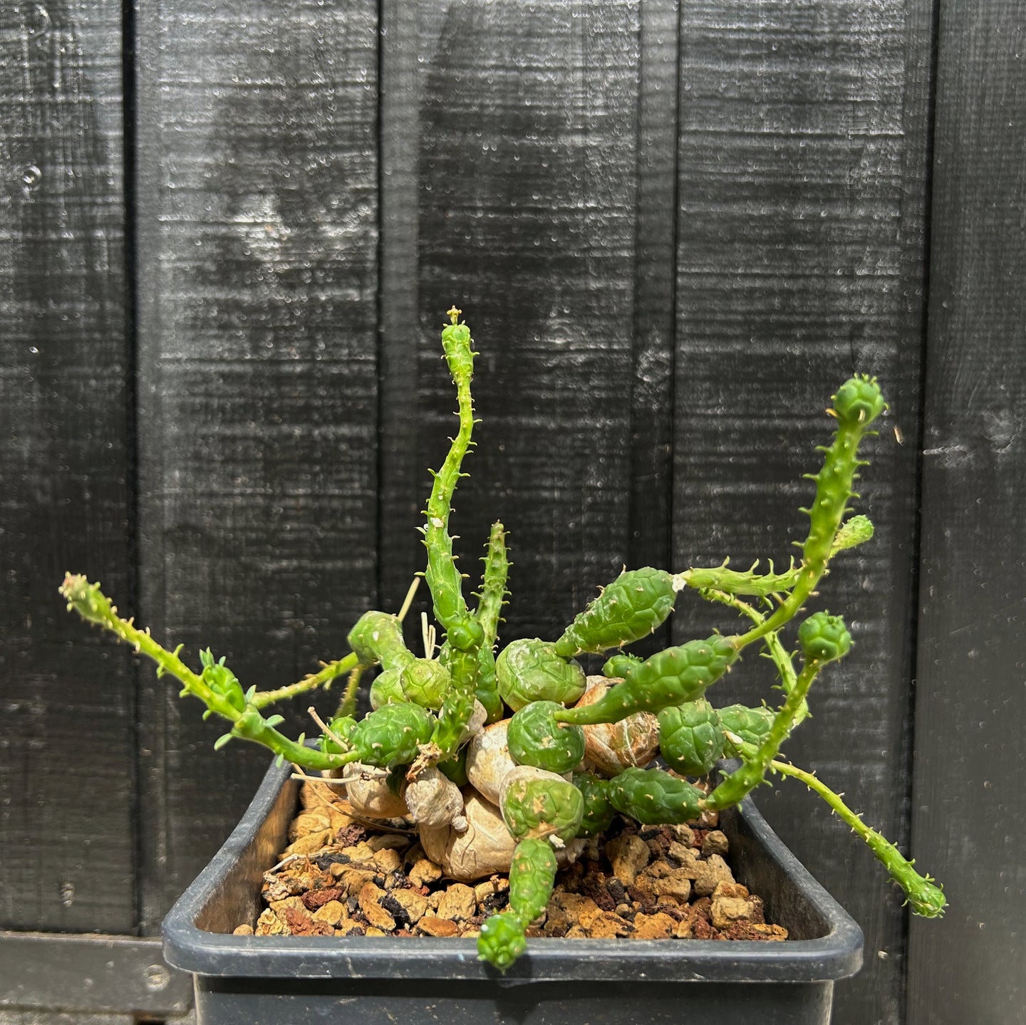 Euphorbia Globosa
