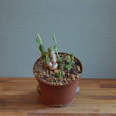 Euphorbia Globosa - lille
