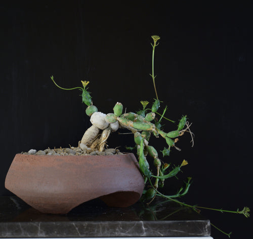 Euphorbia Globosa