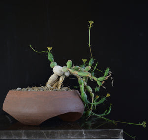 Euphorbia Globosa