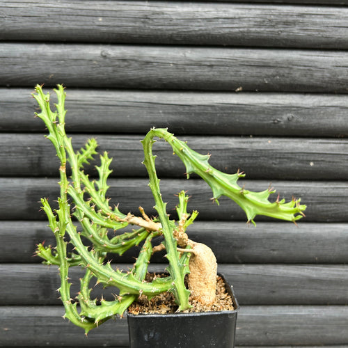Euphorbia Knuthii