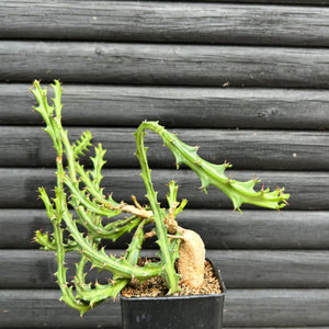 Euphorbia Knuthii