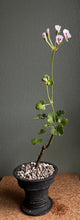 Pelargonium Echinatum