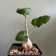 Ficus Arnottiana