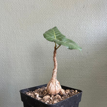 Ficus Arnottiana