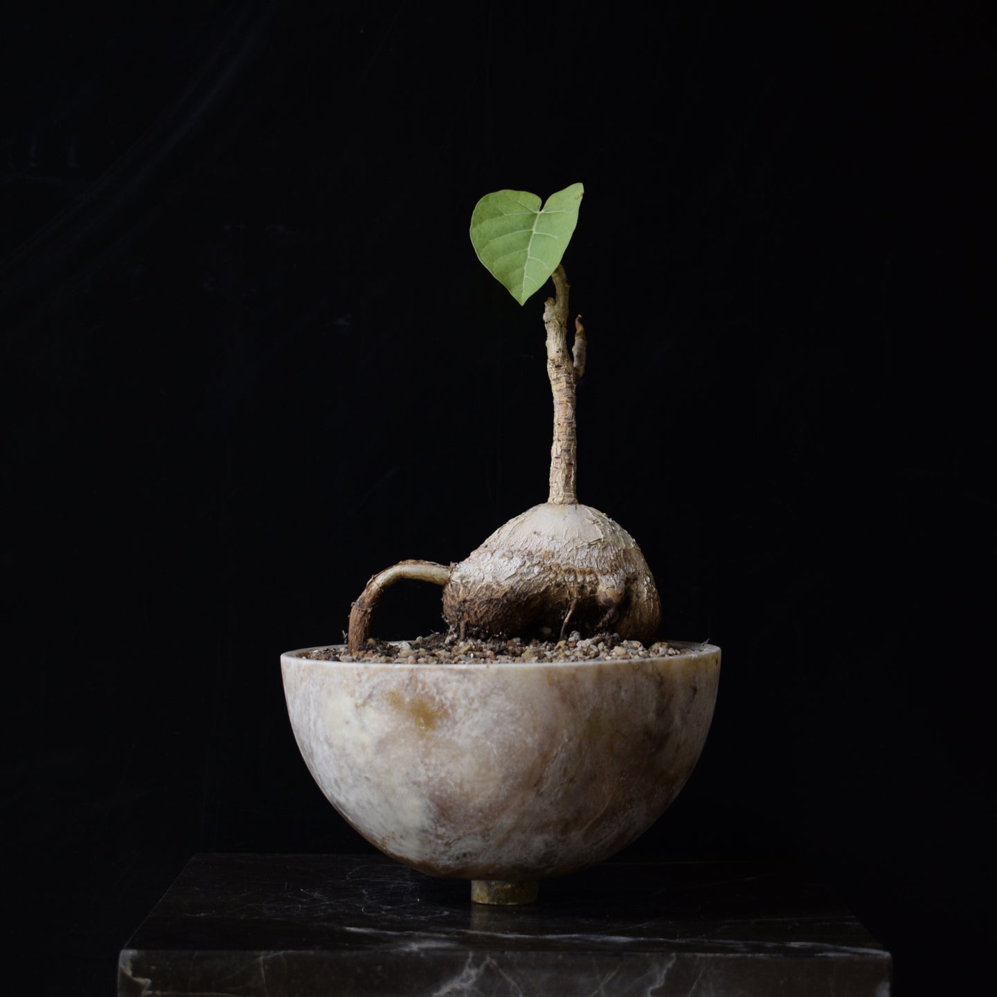 Ficus sp. – Caudiciform.com