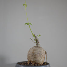 Fockea Edulis