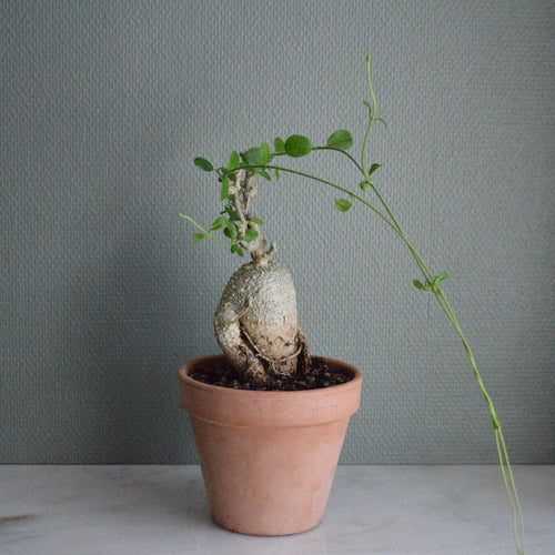 Fockea Edulis