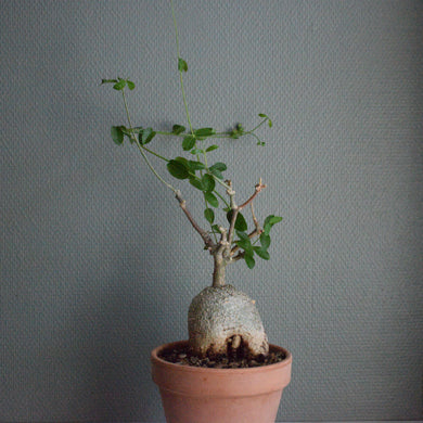 Fockea Edulis