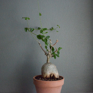 Fockea Edulis