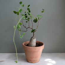 Fockea Edulis