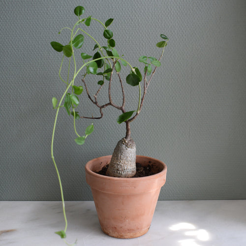 Fockea Edulis
