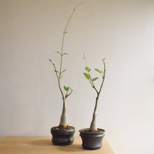 Fockea Multiflora