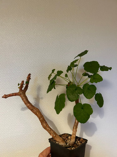 Pelargonium Cotyledonis - stor