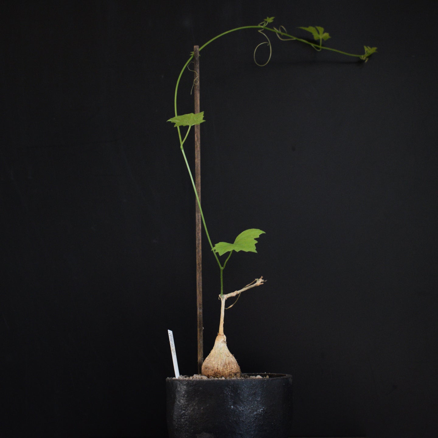 Ibervillea Sonorae