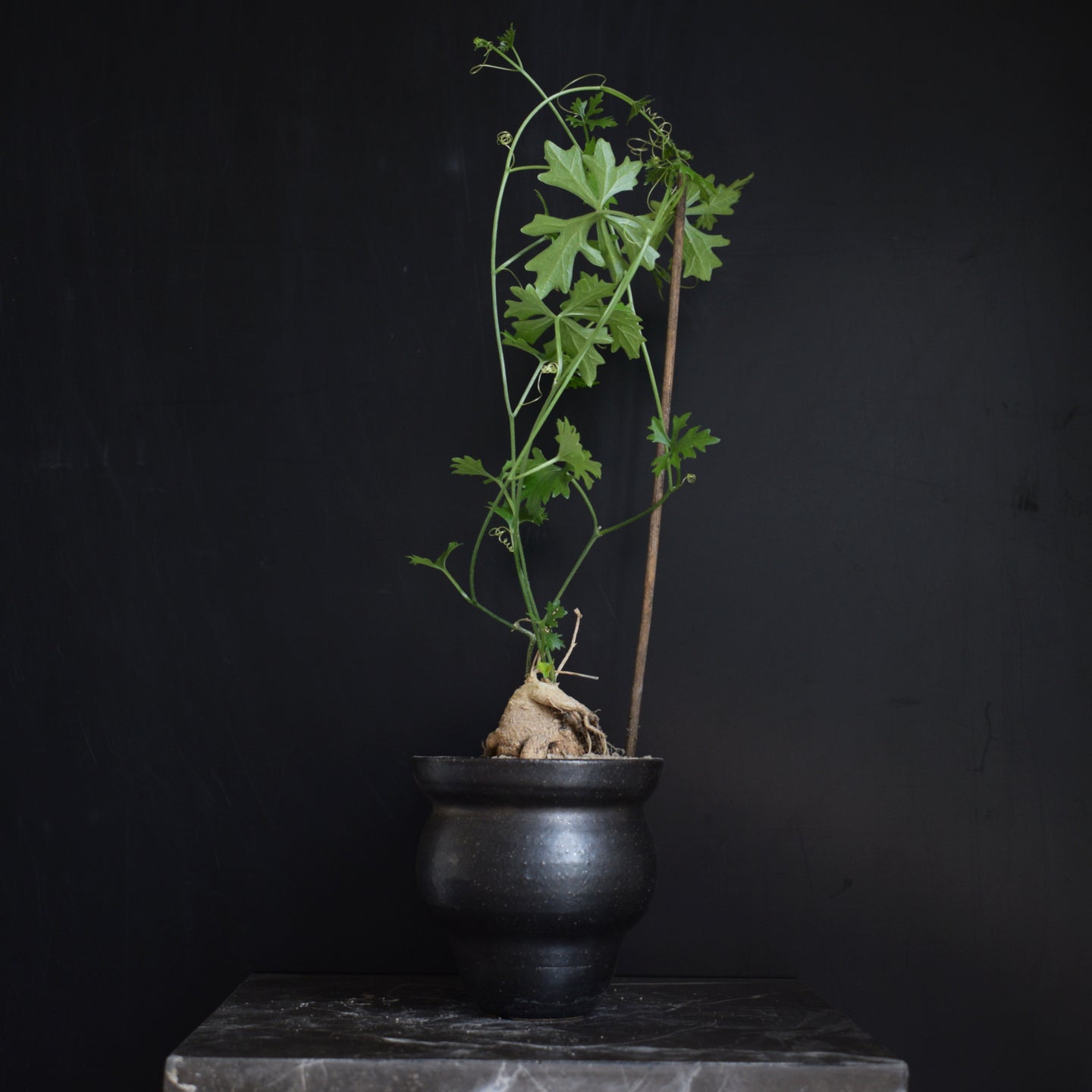 Ibervillea Tenuisecta