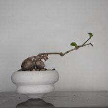 Cissus Trifoliata