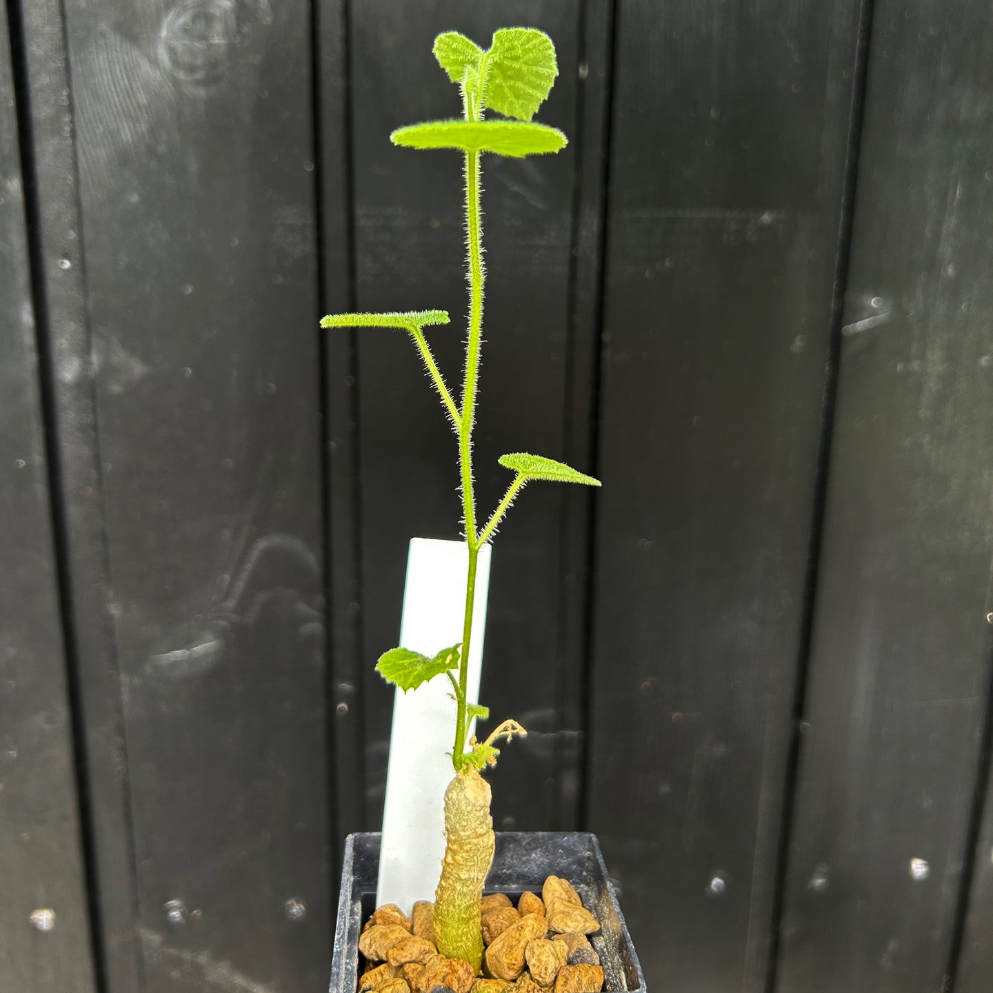 Kedrostis Hirtella