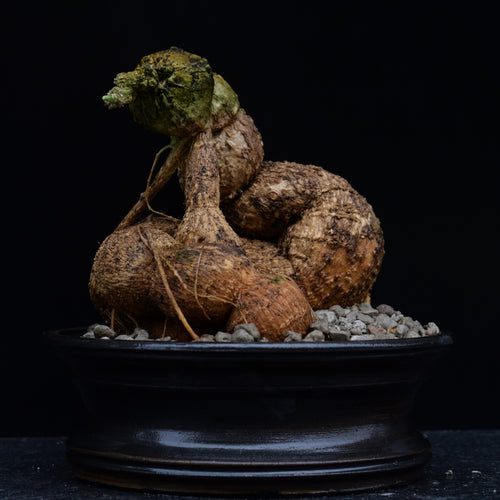 Marah Fabaceae