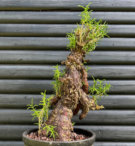 Stor Mestoklema Tuberosum