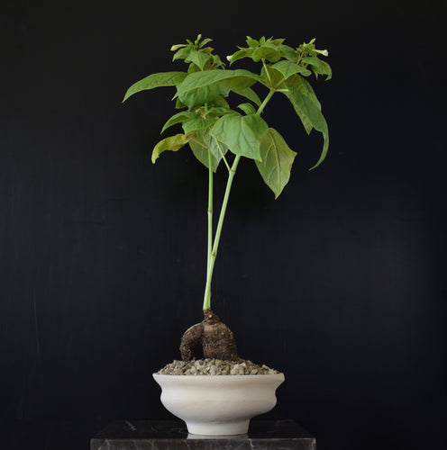 Mirabilis Jalapa