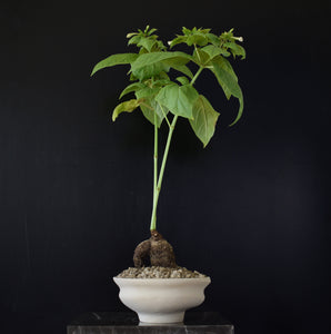 Mirabilis Jalapa