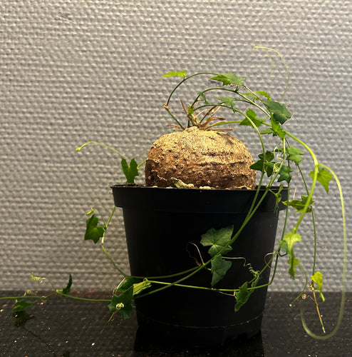 Momordica Boivinii plant