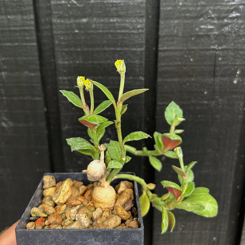 Monadenium Rubellum
