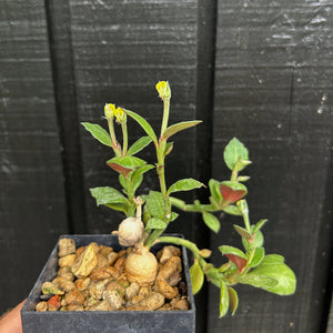 Monadenium Rubellum
