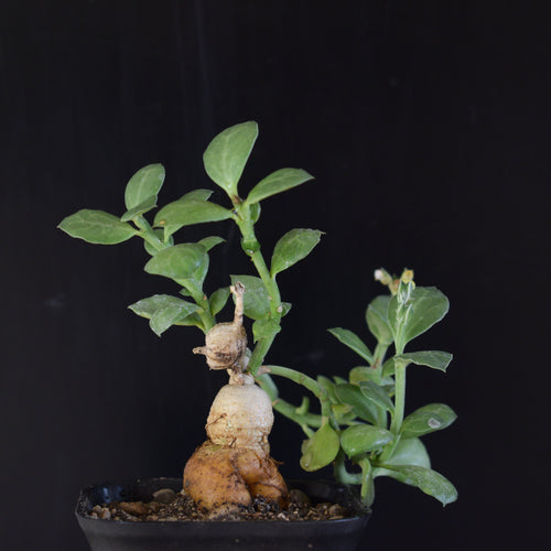 Monadenium Rubellum
