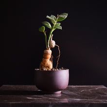 Monadenium Rubellum