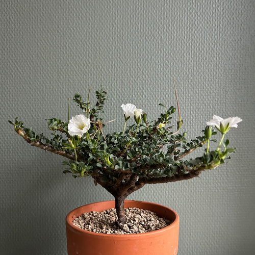 Monsonia Vanderietiae