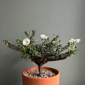 Monsonia Vanderietiae
