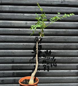 Moringa Stenopetala