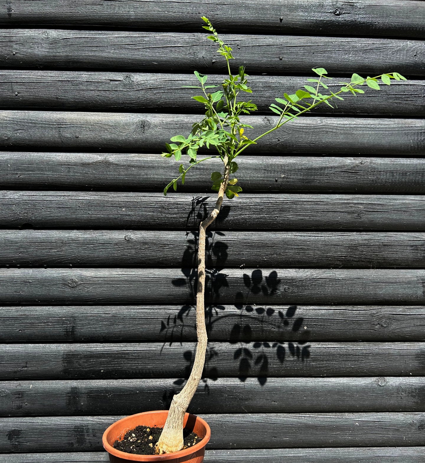 Moringa Stenopetala