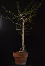 Operculicarya Decaryi