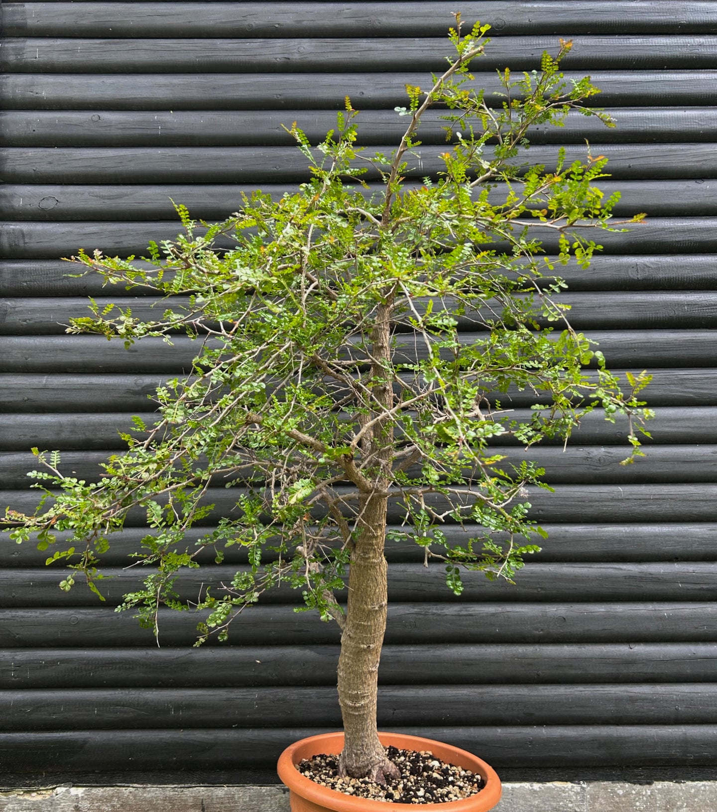 Stor Operculicarya Decaryi