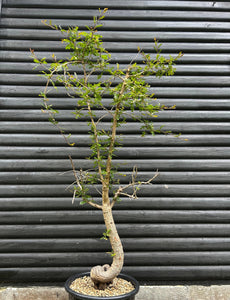 Operculicarya Decaryi