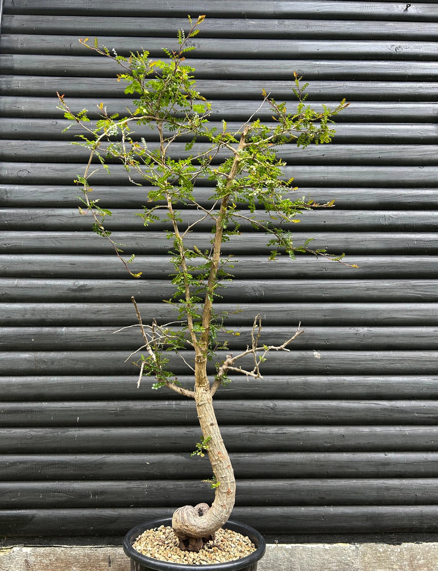 Operculicarya Decaryi