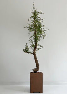 Operculicarya Decaryi