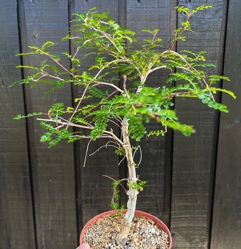 Operculicarya Decaryi
