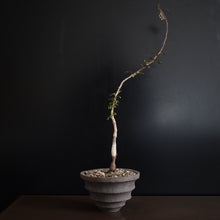 Operculicarya Decaryi