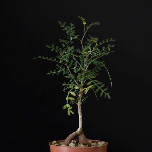 Operculicarya Pachypus