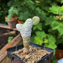 Othonna Cremnophila