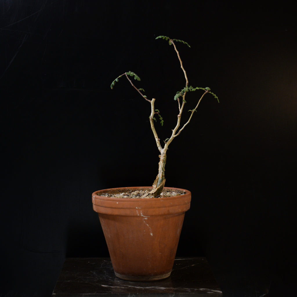 Pachycormus Discolor – Caudiciform.com