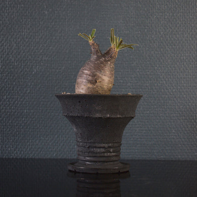 Pachypodium Rosulatum ssp. Gracilius - lille